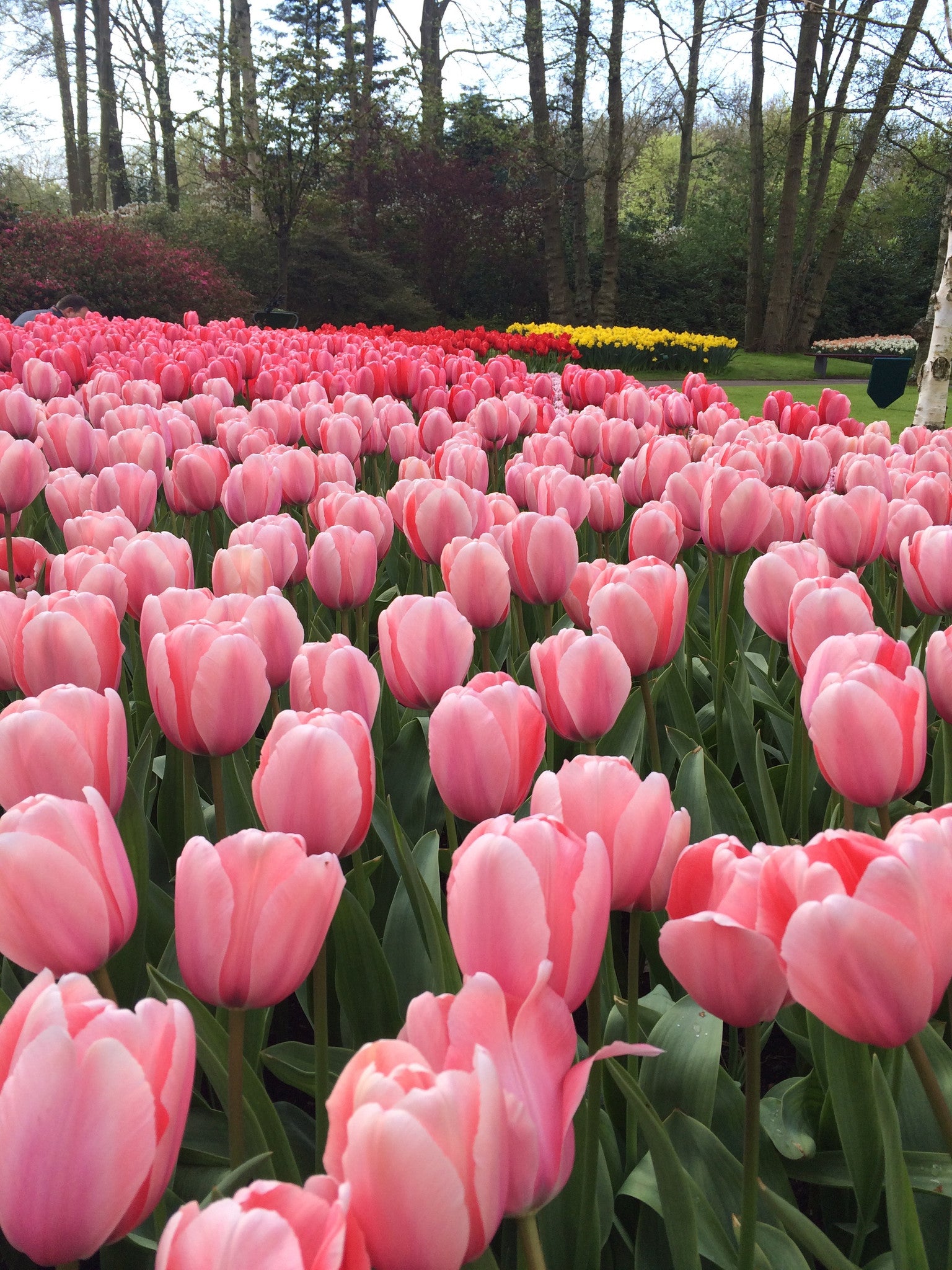 Tulips are blossoming, are you?